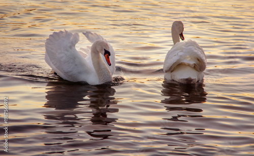 two White Mute swan on pond water at evening