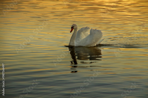 White Mute swan on golden pond water at sunset