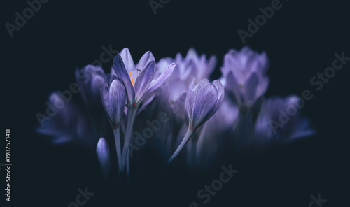 Photos Crocuses ( Crocus Sativus )