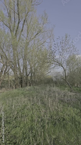 A grassy area with trees in the background