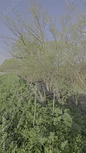 A group of trees