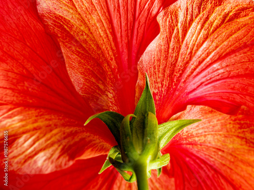 orange hibiscus flower