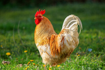 Free range rooster in the grass