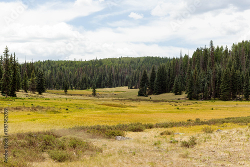 Cuadro en lienzo Grassy Valley on Mount Baldy in Arizona