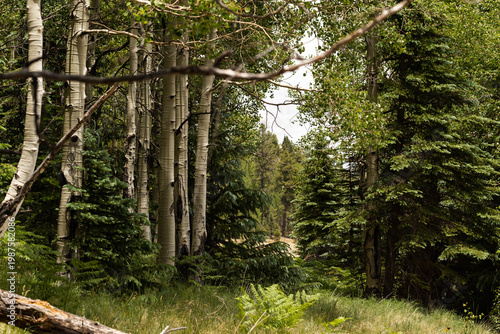 Billede på lærred A forest with aspen trees on the left and pine trees on the right on Mount Baldy in Arizona