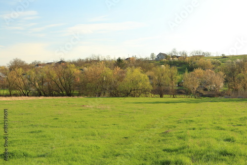Bild auf Leinwand A field of grass with trees in the background