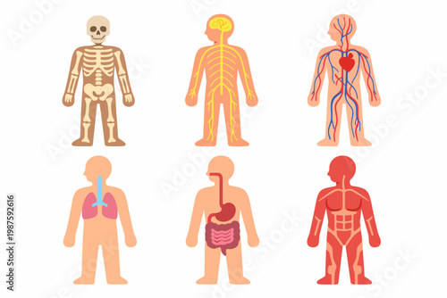 Human body systems illustration: skeleton, nervous, circulatory, respiratory, digestive, muscular