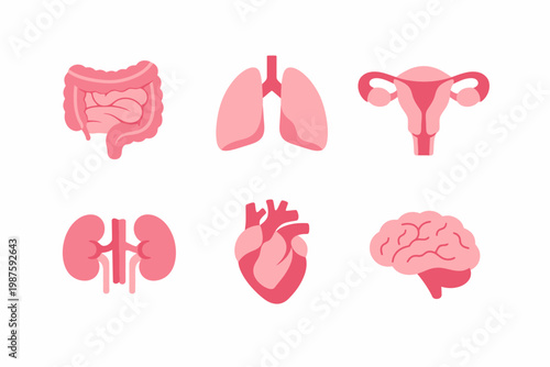 Human organ icons: heart, lungs, brain, kidneys, intestines, uterus