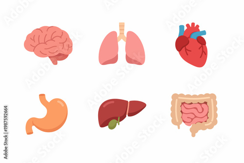 Illustrated human organs set: brain, lungs, heart, stomach, liver, intestines