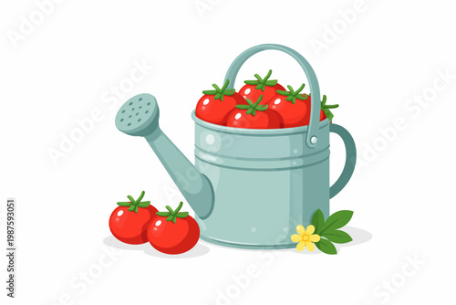Watering can filled with fresh tomatoes and green leaves on white background