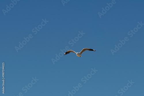 Silver Gull (Chroicocephalus novaehollandiae) in flight