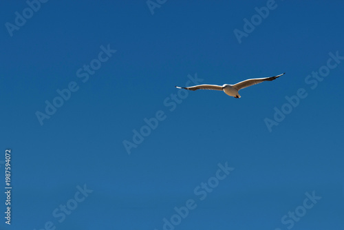 Silver Gull (Chroicocephalus novaehollandiae) in flight