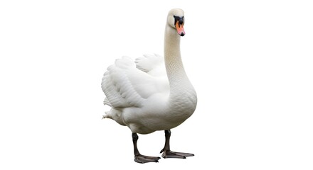 Realistic White Swan Bird Standing Isolated on White Background for Wildlife Photography, Elegant Water Bird, Nature Study, Ornithology, Animal Portrait, Graceful Bird Illustration