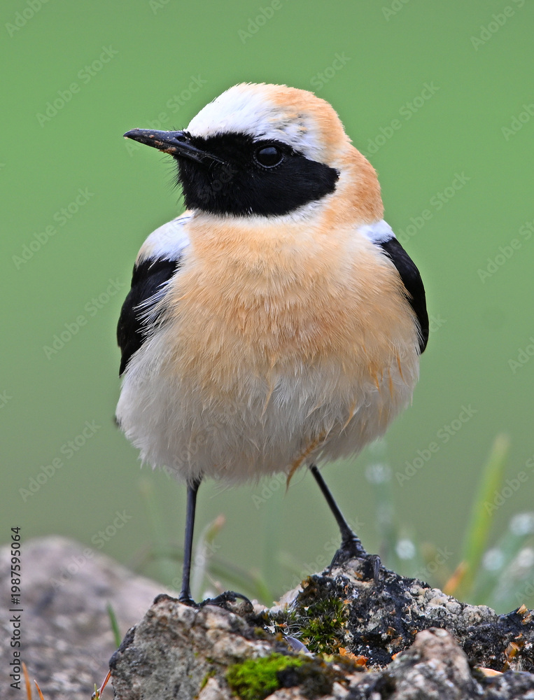 Fototapeta premium a little and beautiful black-eared wheatear in the wild
