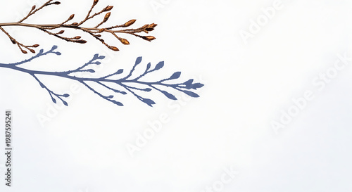 Delicate branch against white background a minimalist botanical study