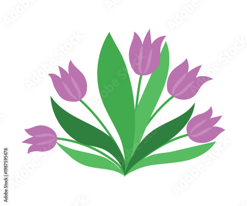 Tulips. Flower bouquet. Plant with leaves. Spring-summer. Close-up for postcards and greetings, isolated on white background.