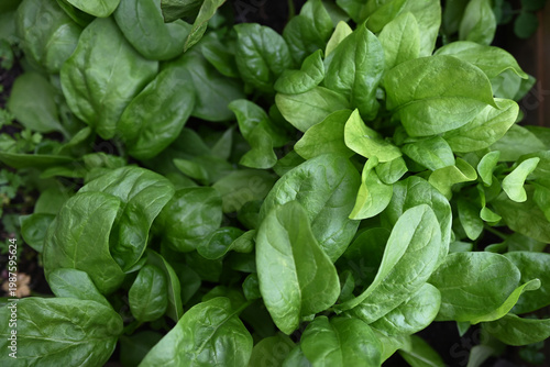 Close-up of fresh spinach leaves from the garden