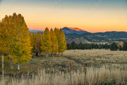 Autumn Aspen in Arizona