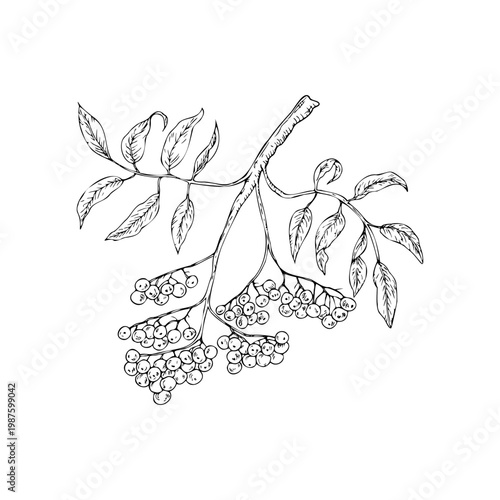 Vector bunch of rowan berries with leaves. Botanical graphic hand drawn isolated illustration. Seasonal, forest, or nature-themed designs. Rustic foliage perfect for fall decor, woodland, or organic