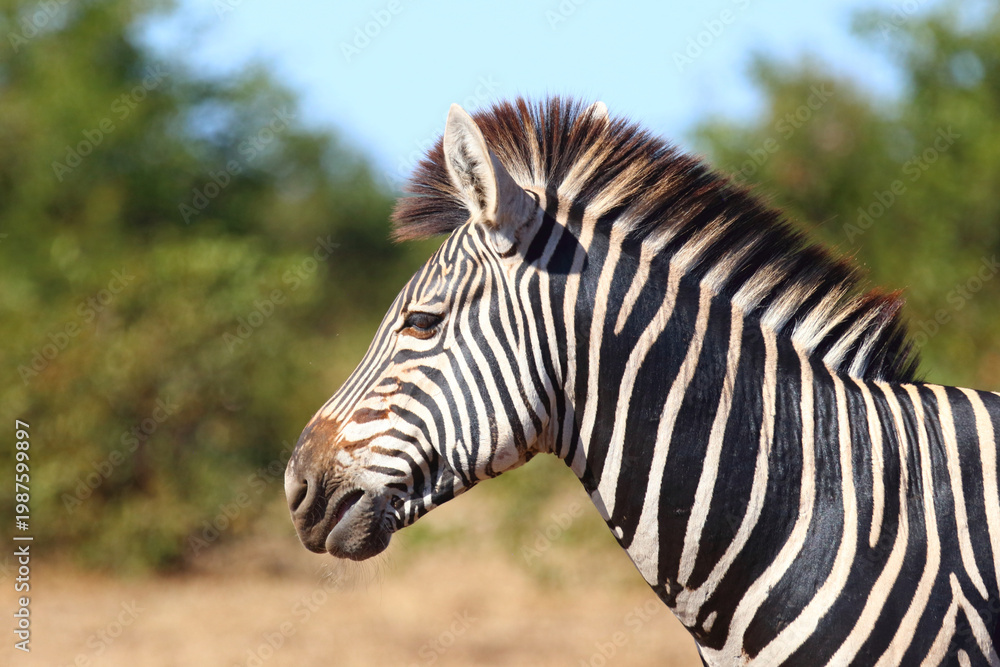 Fototapeta premium Steppenzebra / Burchell's zebra / Equus quagga burchellii