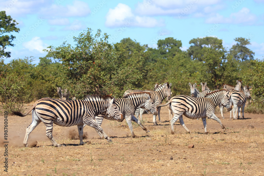 Fototapeta premium Steppenzebra / Burchell's zebra / Equus quagga burchellii