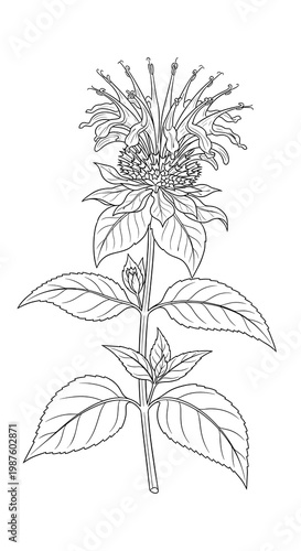 Bee Balm botanical flower in vintage line art style