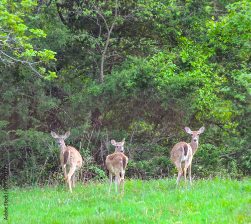 white tailed deer