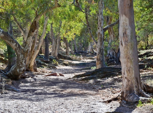 Dry creek bed in Flinders Ranges near Wilpena Pound