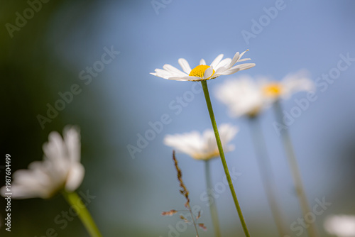 Marguerite daisy (Leucanthemum vulgare) blooming under blue sky in summer meadow
