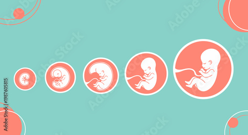 Stages of Fetal Development: From Embryo to Fetus in Womb, Medical Illustration
