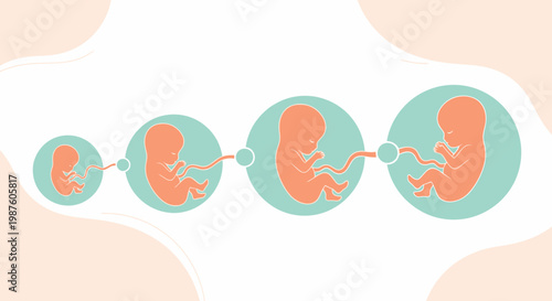 Stages of Fetal Development: From Embryo to Baby in Womb, Pregnancy Growth Stages