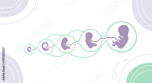Stages of Human Fetal Development, From Conception to Birth