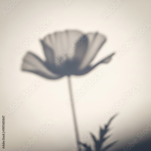Soft focus silhouette of a poppy flower with shadow detail silhouette contrast delicate ethereal botanical wildflower artistic abstract background