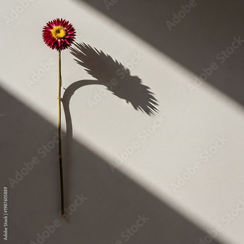 Single red flower casting a long shadow on a white wall with sunlight daylight contrast minimalist decoration delicate isolated background abstract