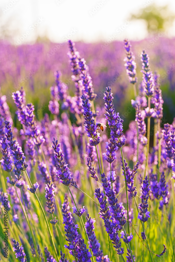 Obraz premium Lavender bushes in row, blooming under warm sunlight in peaceful purple and green summer field with soft sunset lignt background. Landscape, natural background, herbal wallpaper