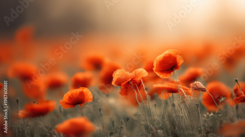 Wide view of a field with poppy flowers in late spring or early summer