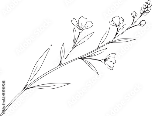 Detailed black and white sketch of a delicate flower branch Vector, illustration