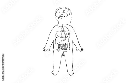 Organ Systems Sketch