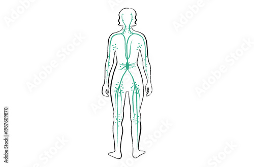 Organ Systems Sketch