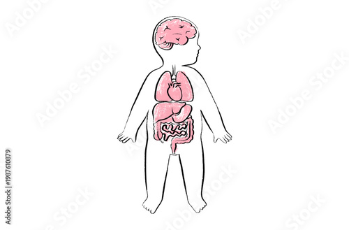 Organ Systems Sketch