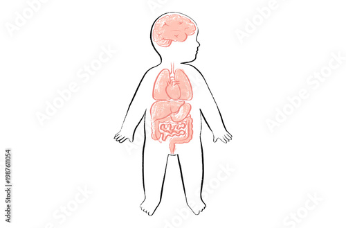 Organ Systems Sketch
