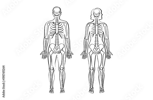 Organ Systems Sketch