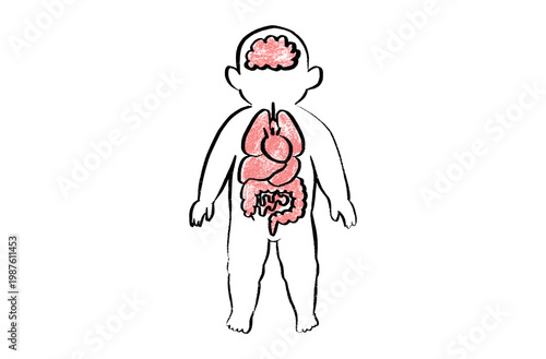 Organ Systems Sketch