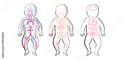 Organ Systems Sketch