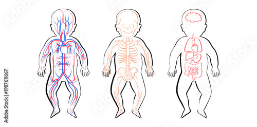 Organ Systems Sketch