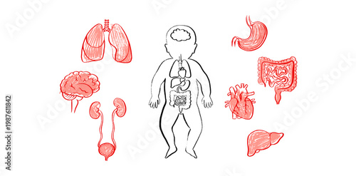 Organ Systems Sketch