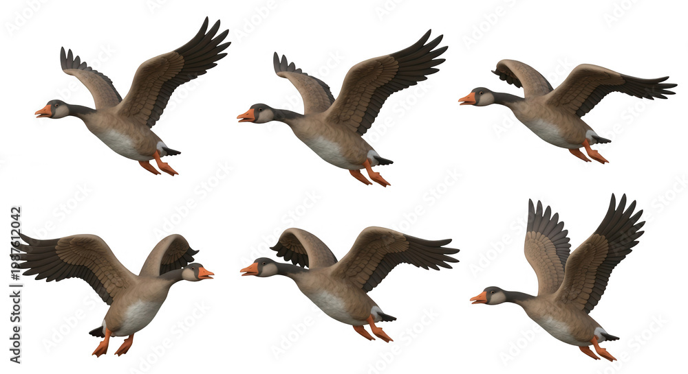 Obraz premium sequence of six animated geese in mid flight against a pure white background for educational or illustrative purposes
