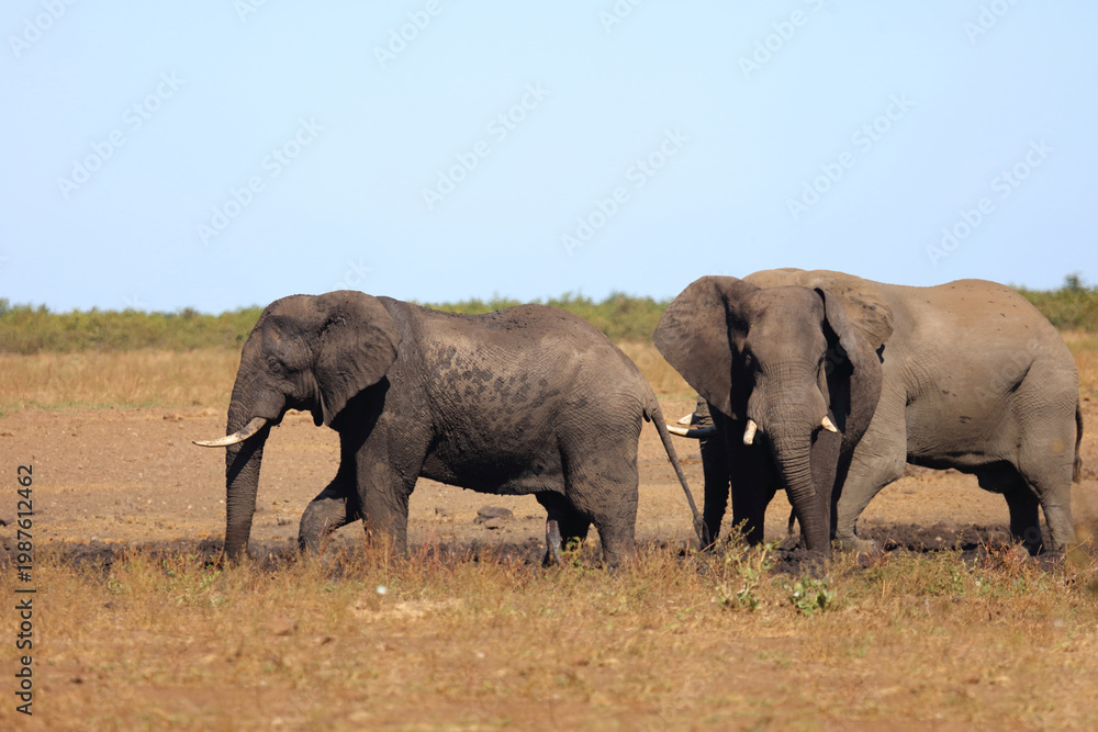 Fototapeta premium Afrikanischer Elefant / African elephant / Loxodonta africana