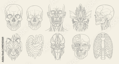 Anatomical illustrations of human skulls and internal structures in detailed study