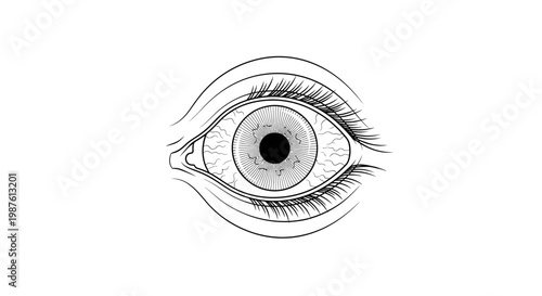 Detailed monochrome illustration of a human eye with anatomical features